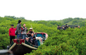 漳州红树林天气