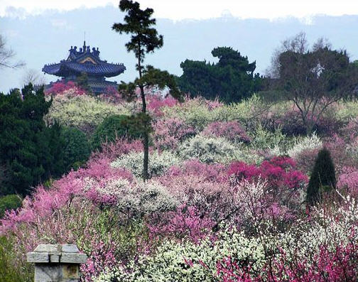 南京梅花山天气